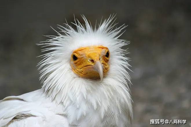 古代法老的神鸟),隶属于隼形目鹰科白兀鹫属(neophron)的一种小型秃鹫