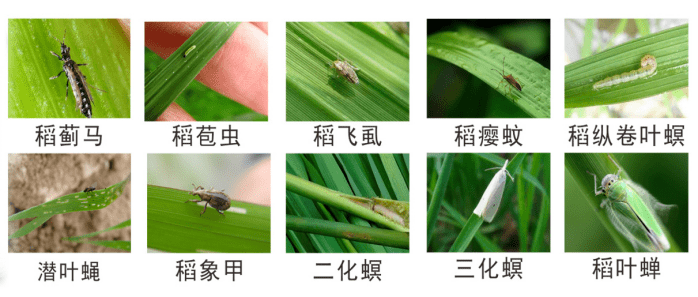危害水稻的主要虫害有"三虫,即螟虫(二化螟,三化螟,稻纵卷叶螟