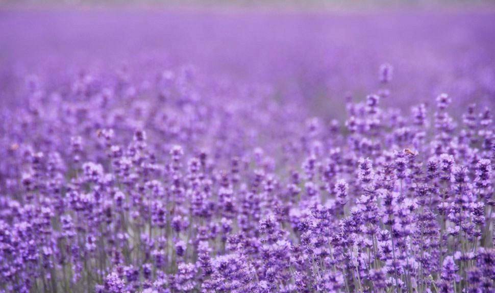 原创上海寻梦源的薰衣草开成了紫色花海,在唯美浪漫的花田中沉醉
