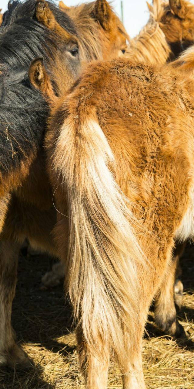记得一部电影里的台词马尾巴的功能咱就研究一下马尾巴功能