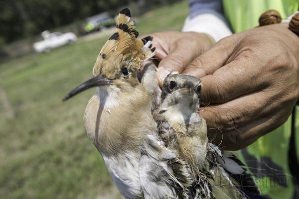 从鸟网上解救下来两只小鸟,在远离机场的野外放生.