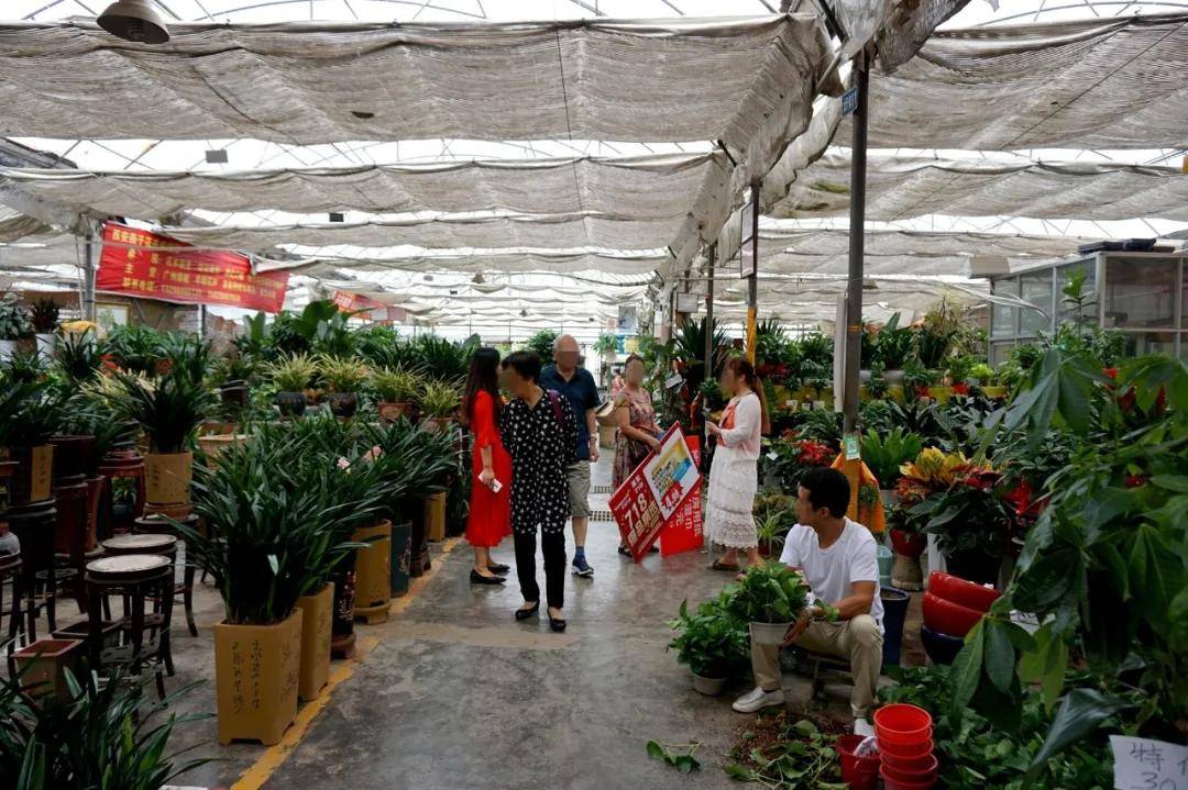 从2000年左右到现在,秦美花卉市场在丈八北路上一呆就是二十年.