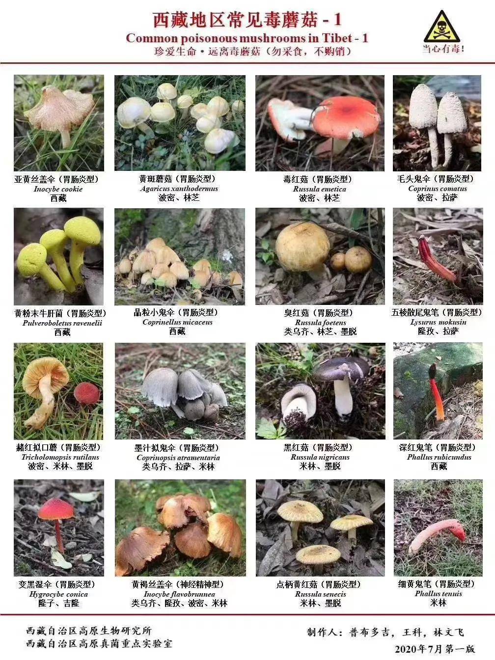 毒蘑菇 名字图片