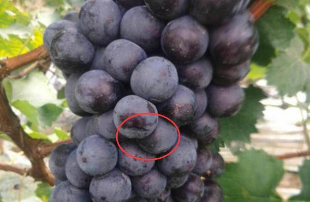 1,经常买葡萄的朋友都会知道,一般新鲜的葡萄表面上都是有一层白白的