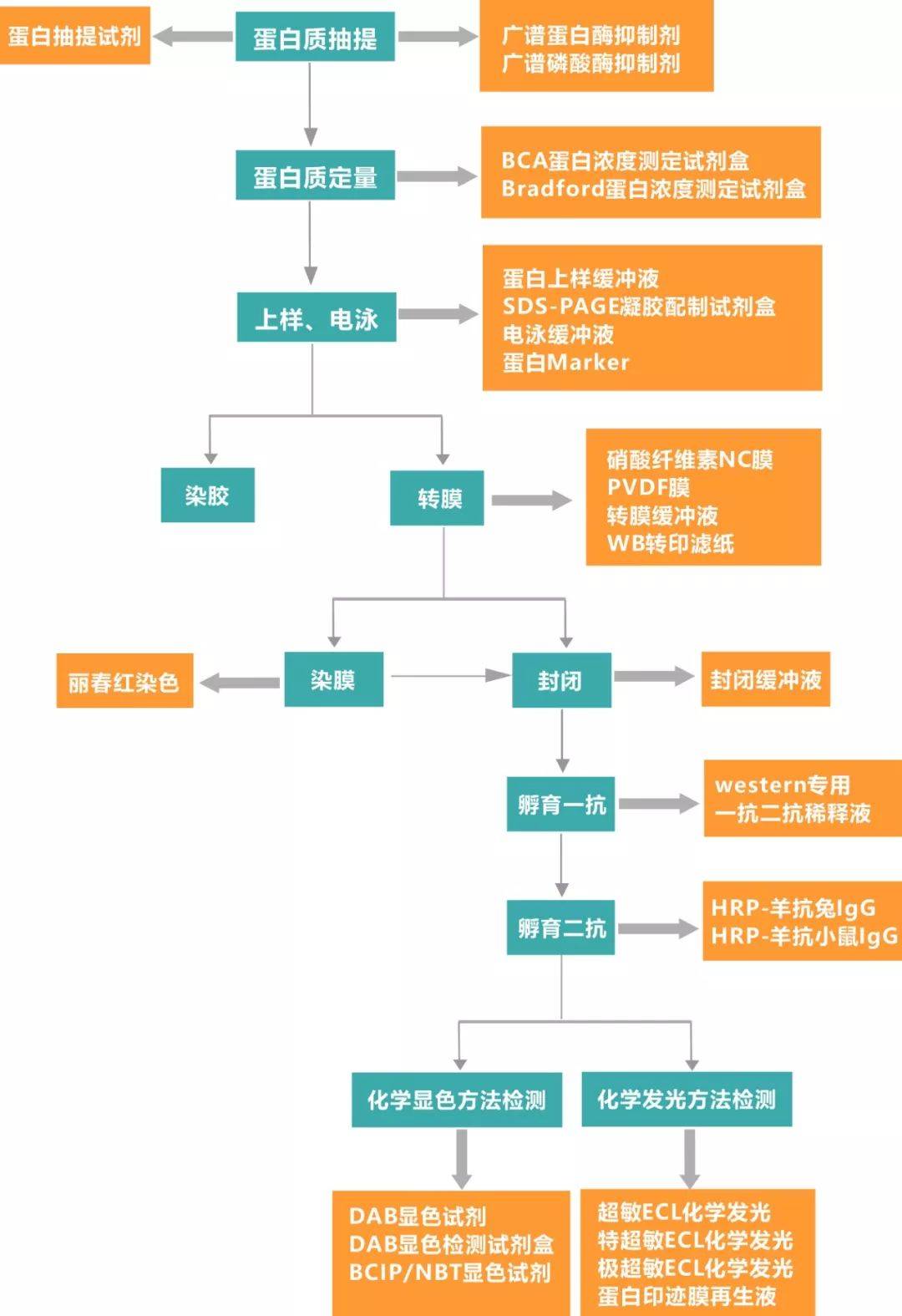 western blot流程图图片