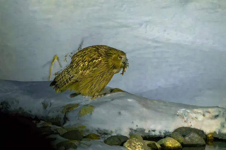 到北海道的罗臼港看罕见的毛腿渔 