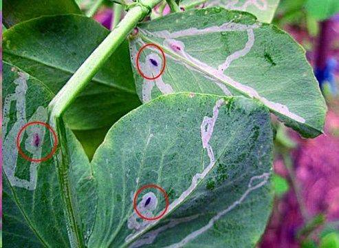 月季铁线莲叶片出现这种现象一定要重视这小虫子危害很大