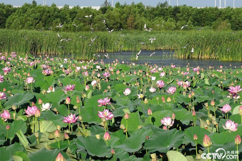哈尔滨松花江荷花竞相绽放 生态如画醉游人