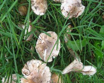 云南野生菌中毒登上热搜,中毒死亡人数超新冠,好吃但别多吃