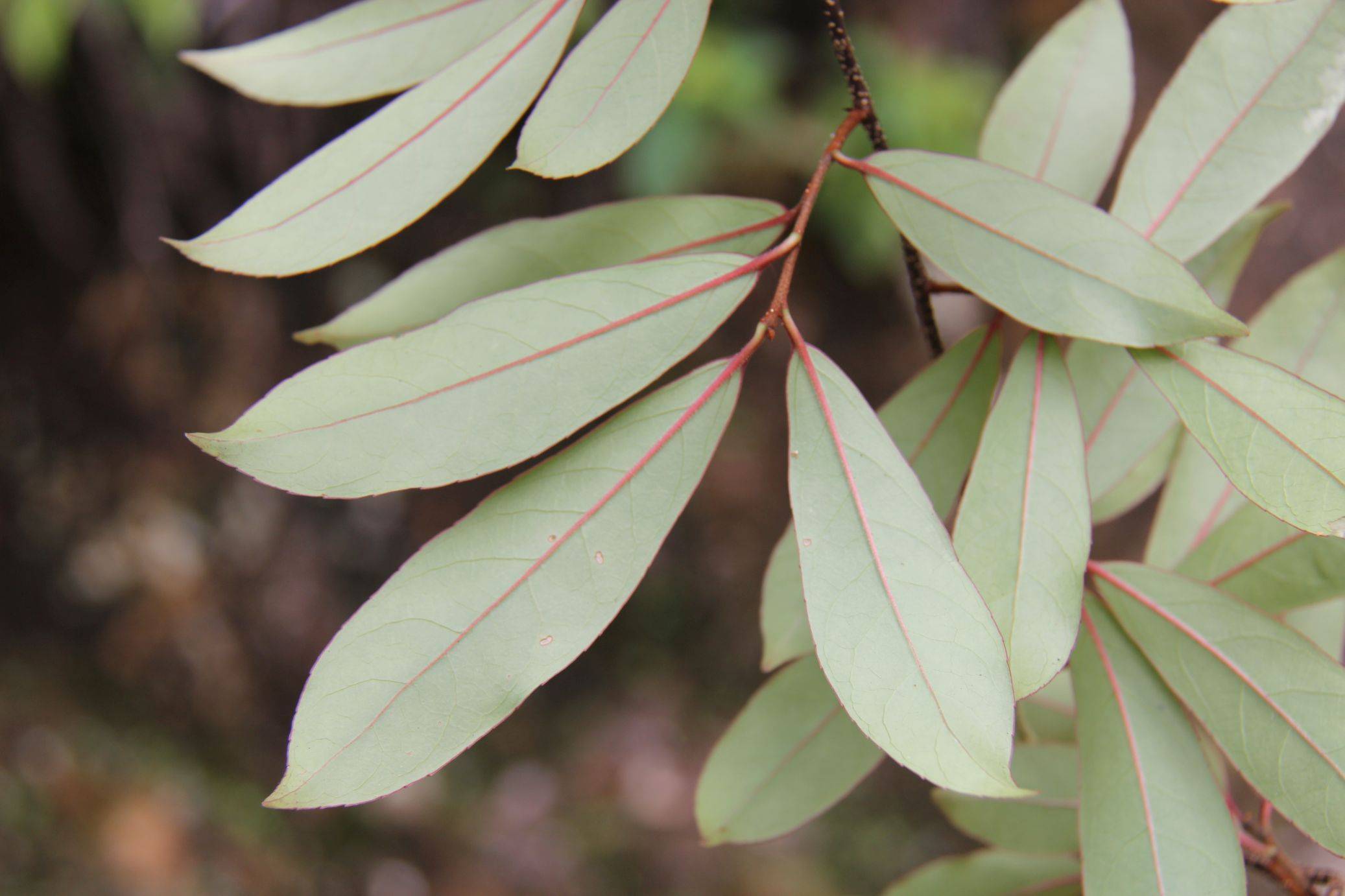 庆元植物1213卫矛科南蛇藤属窄叶南蛇藤