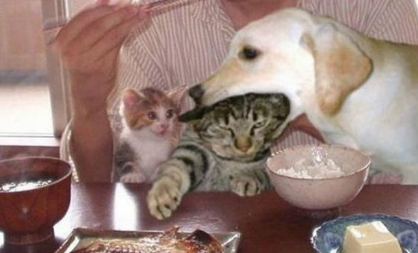 原创猫咪被狗狗咬住头,挣扎还是无济于事,一旁的小猫却看的很开心