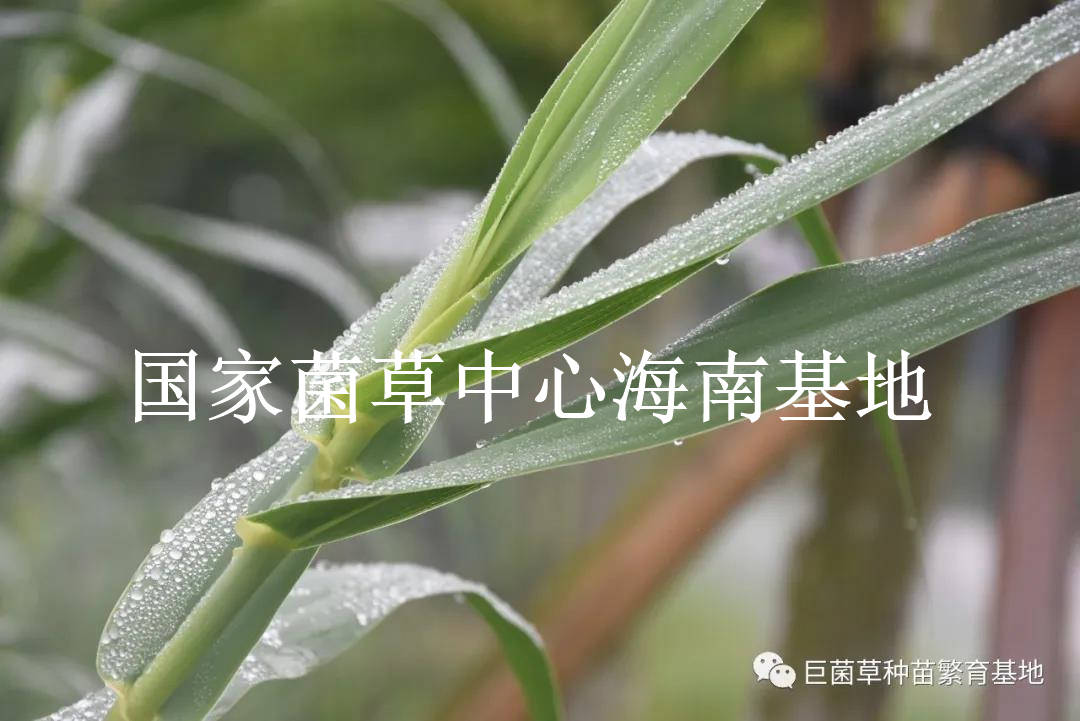 我国|高效修复土壤污染的超富集植物：绿洲一号