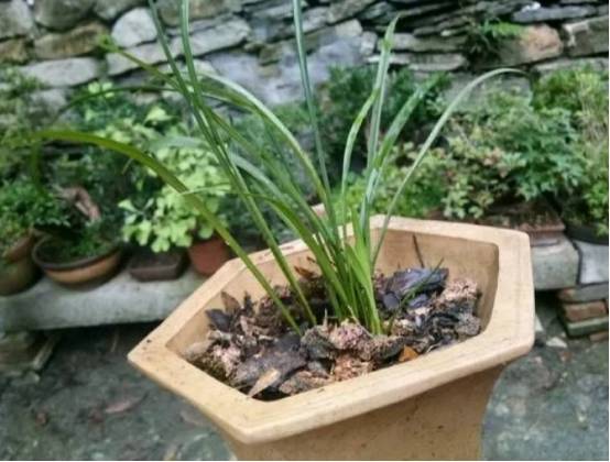 松树皮养花好处多多,松树皮要发酵和自然风化,如果直接掰下松树上的皮