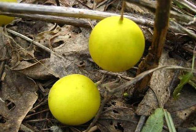 原创农村的这种小香瓜,个头不大却很香,但生长的地方却很臭,咋回事