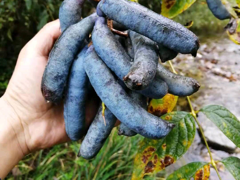 原创儿时农村娃当糖吃,如今成热销野果,一斤20元,却少有农民种植