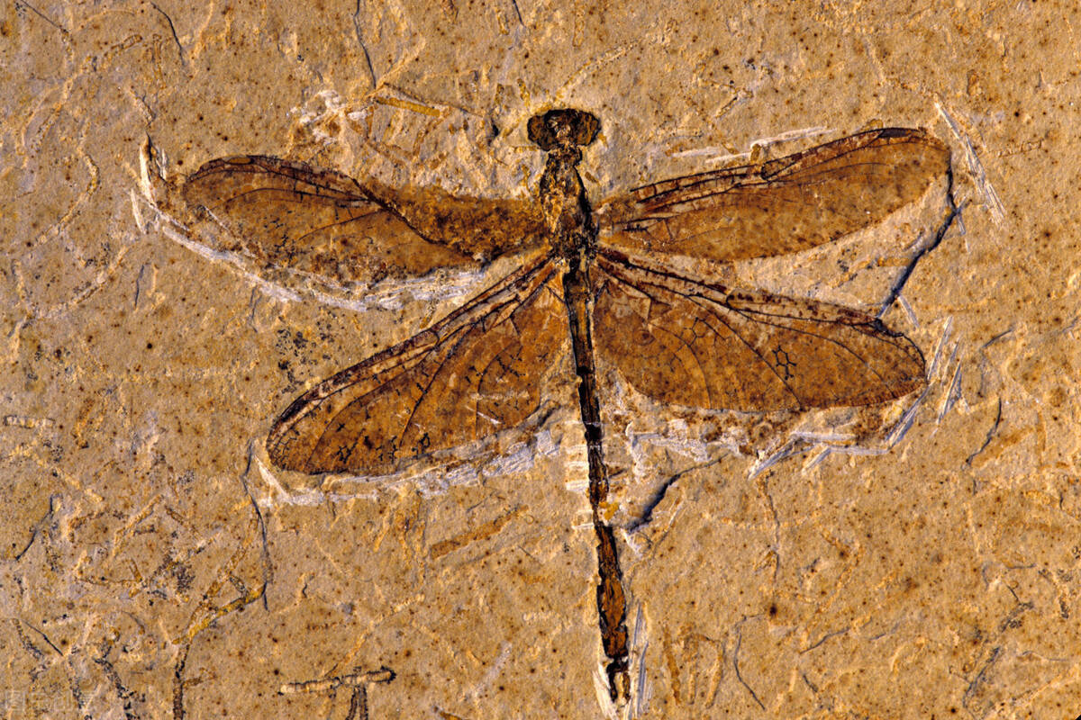 昆虫化石
