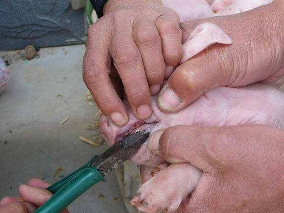 原创养猪小课堂18新生仔猪剪牙一般在什么时候剪几颗牙齿