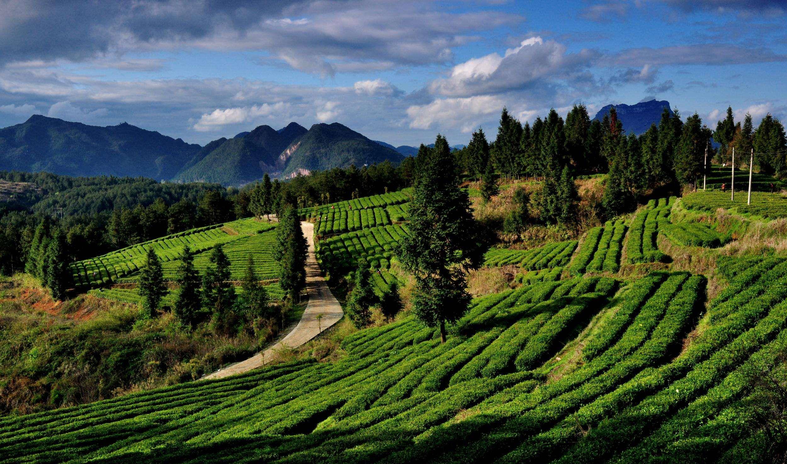 畅游泰国"云南村"和"中式茶园" 享受泰国皇太后同款待遇 这样的清莱谁