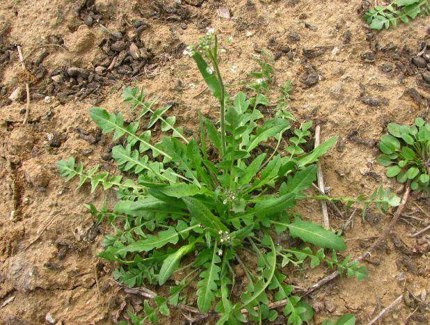 提个醒:路边遇见此野菜,一定要拔回家,现在知道还不晚_荠菜