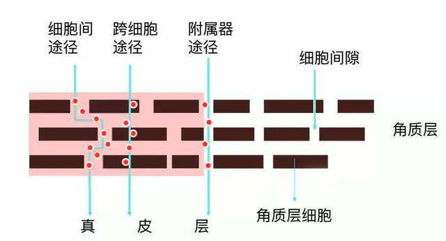 护肤品能被"拍"进皮肤吗?华西医生:这些都没搞懂,护啥肤哦