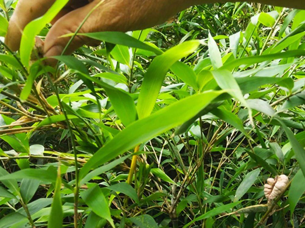 竹子被寄生后长出的"肿瘤",40元一斤热销,至今依旧无法种植