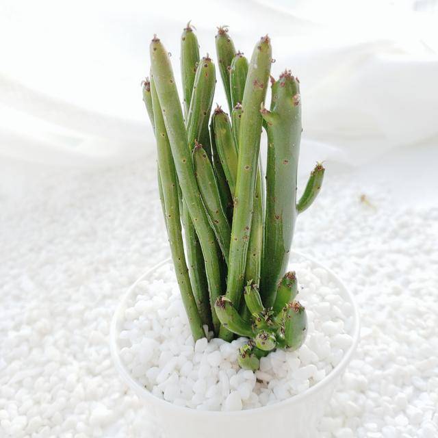 原创青春洋溢绿意盎然的多肉,膨珊瑚这么养护,姿态优美高贵大气