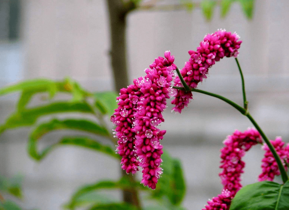 【诗词鉴赏】12首红蓼花的古诗词,水边最美的云霞!