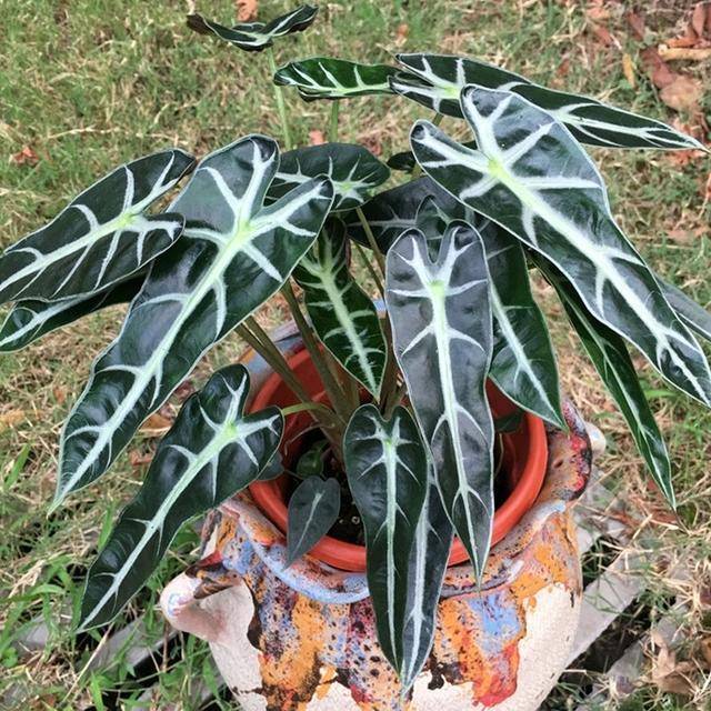 原创斑驳亮丽墨绿油亮的虎耳芋,美叶芋这么养护,纹路斑斓典雅豪华