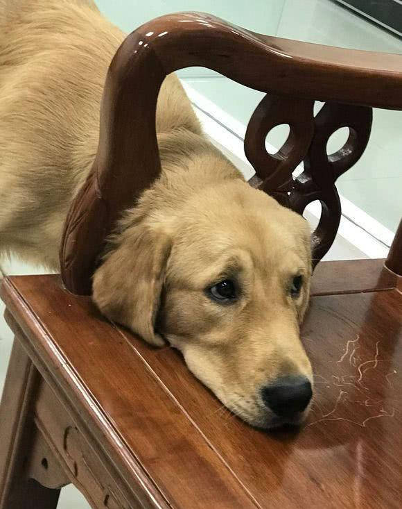 金毛和客厅椅子杠上,结果被卡头出大丑,看到其样主人瞬间笑翻_狗狗