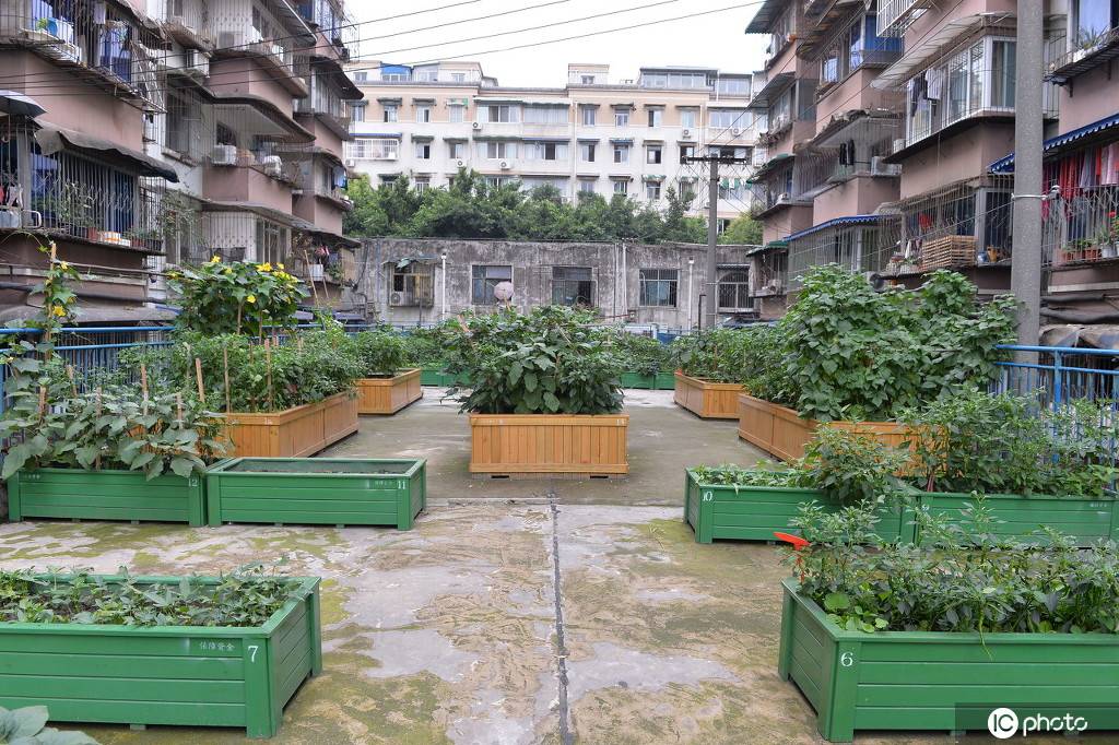 成都一社区打造空中菜园 居民施肥种菜体验农活