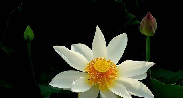 善知识什么意思(善知识什么意思是什么)