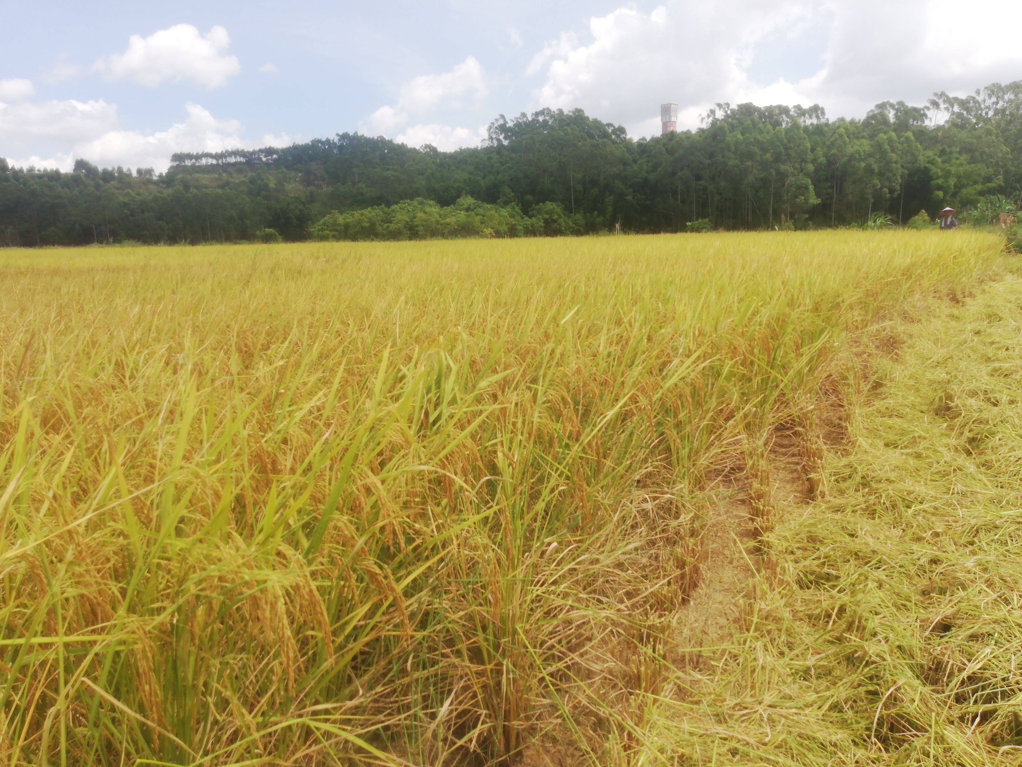 建设美丽乡村——垦造水田篇(二十四)_农业