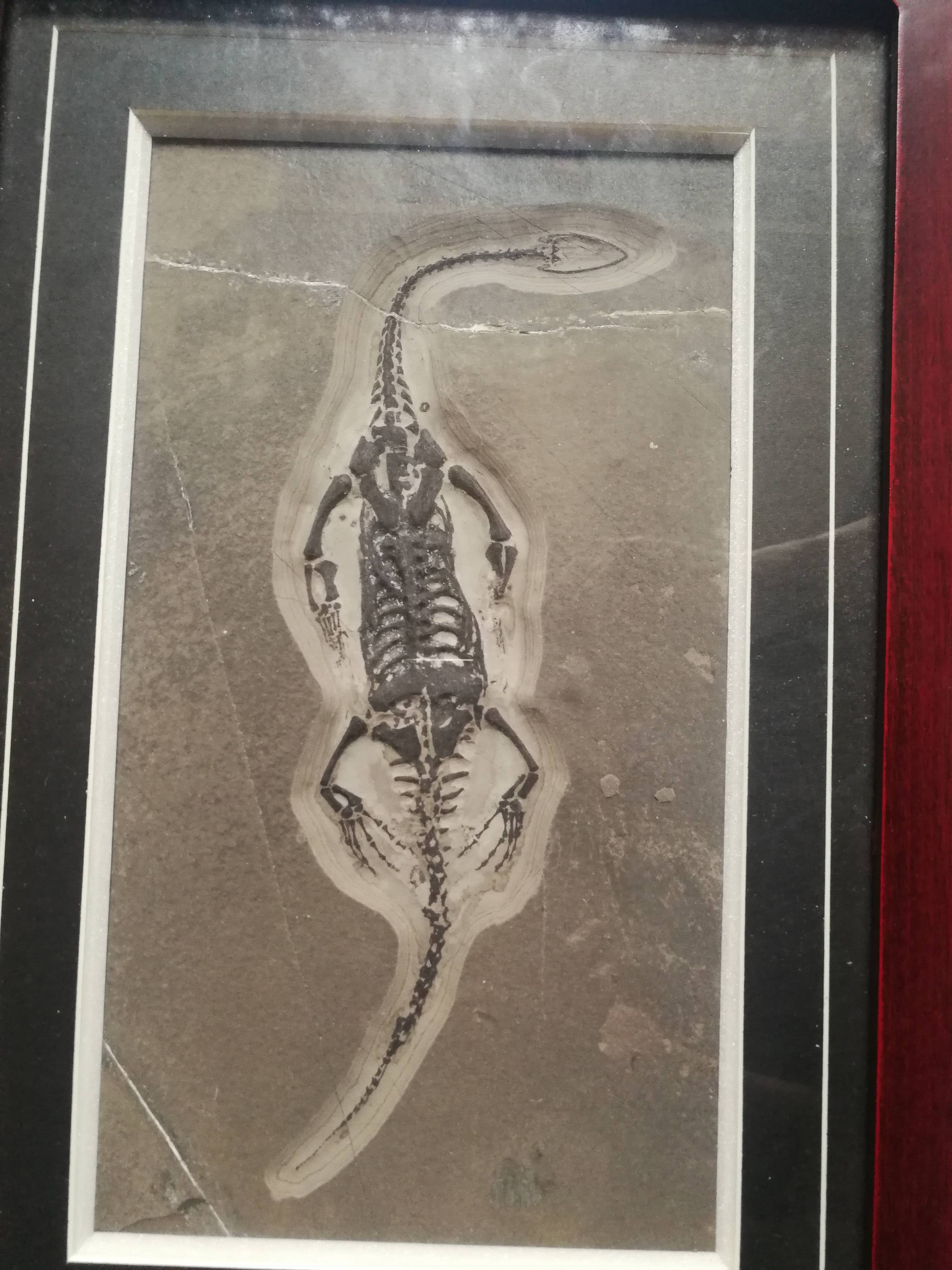 热河龙化石图片