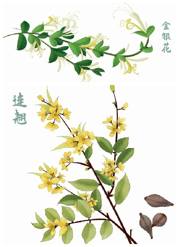 连花故事:当连翘遇上金银花_中药材