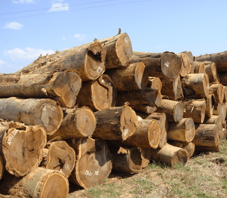 这个木材我听着就饿了!听起来很好吃的木头(下)_边材