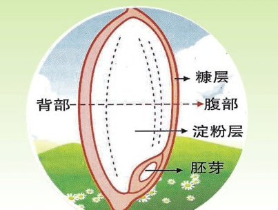 水稻种子结构图图片
