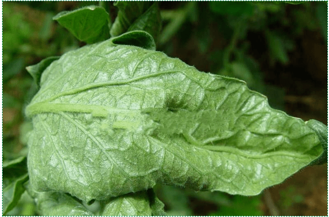 【綠港植保】茶黃蟎,白粉蝨危害及其防治_蔬菜