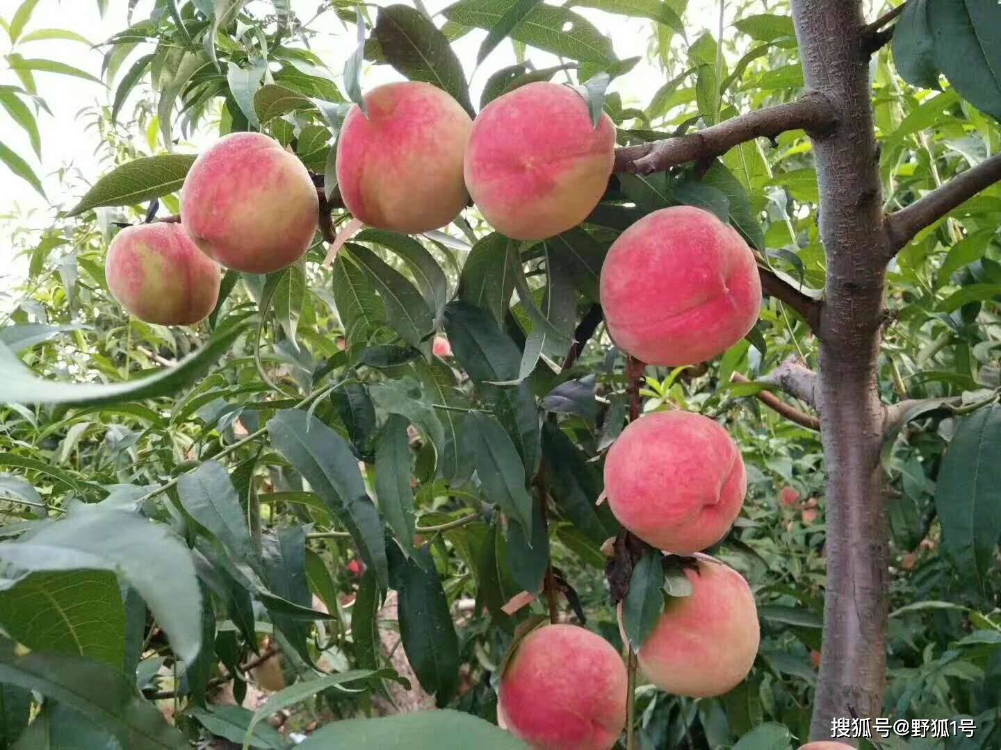 成熟的久保大桃,红彤彤,亮晶晶,有胃口!