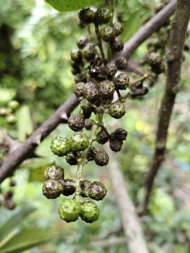 花椒树褐斑病发病规律