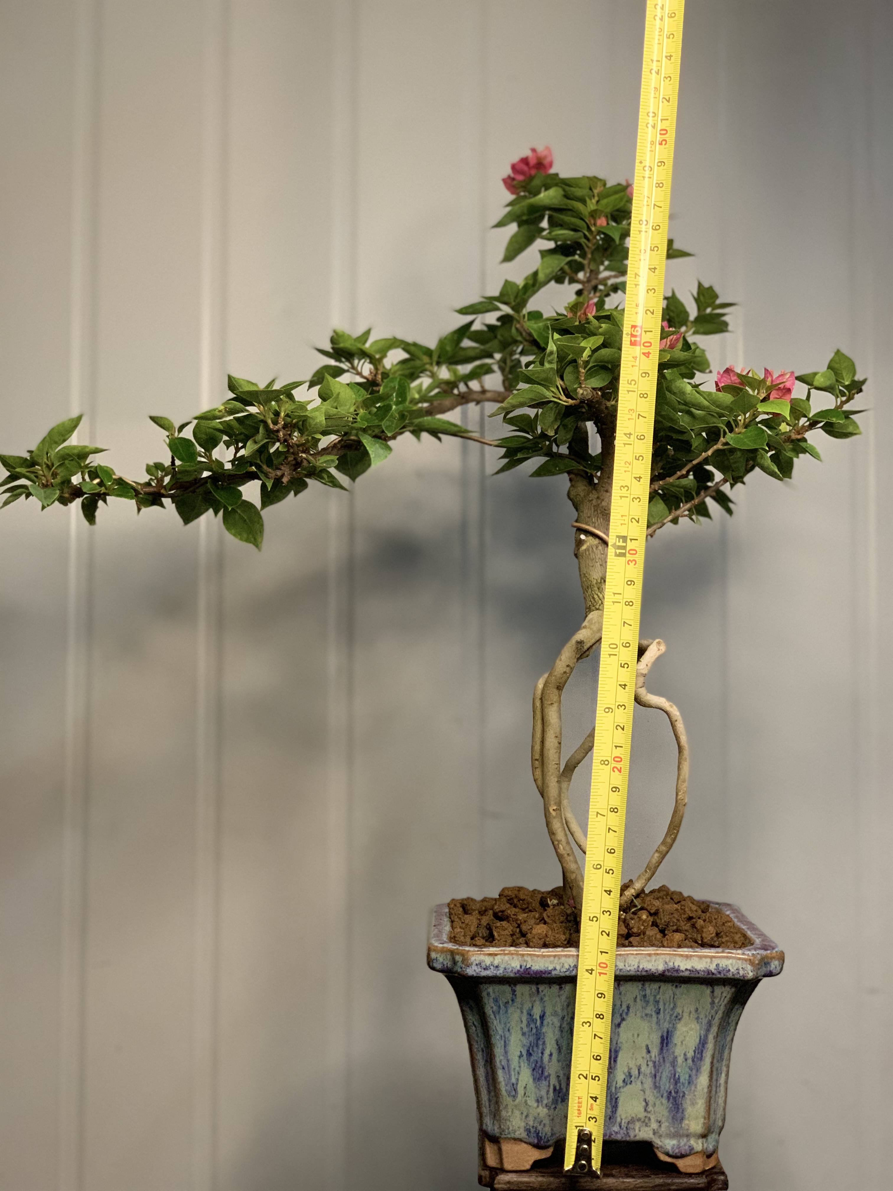 榆叶梅,又名榆梅,小桃红,榆叶鸾枝.