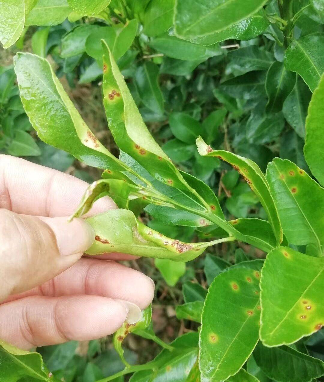 咪鮮胺,吡唑醚菌酯,苯醚甲環唑,苯甲·嘧菌酯,肟菌·戊唑醇等