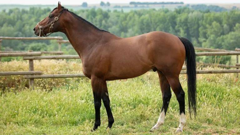 凡泰马术围栏:纯血马巨头高多芬旗下9岁种公马因蹄叶炎在西班牙离世