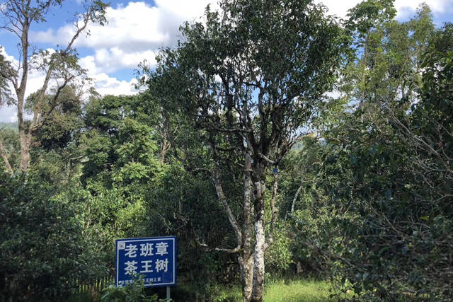 由此可见,每一种古树茶都有着自身的优势,在座的你比较钟意哪一款呢?