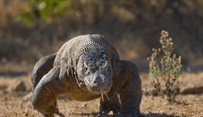 最無所畏懼的動物非洲平頭哥蜜獾遇上科莫多龍誰更厲害