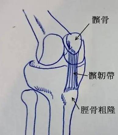 主要韌帶有: 髕韌帶 為股四頭肌腱的中央部纖維索,自髕骨向下止於脛骨