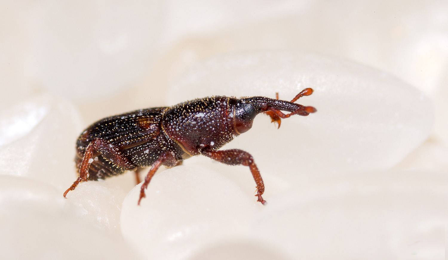 见过米袋里的米象吗?人吃的每粒米可能都不单纯,都可能有它的卵