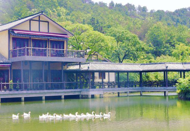 银杏山庄曲径通幽处卧于山水间