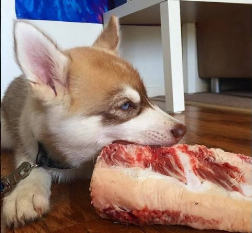 原创主人刚把肉放盆里,二哈趁机偷袭,随后一幕令主人愤怒了