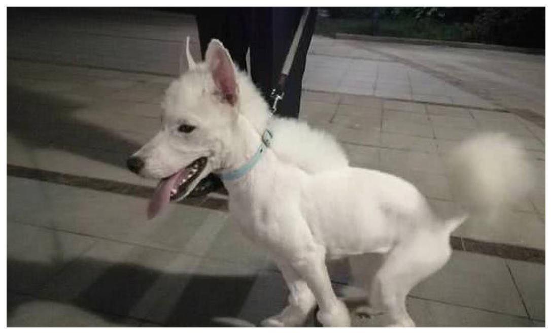 这是一个什么造型,这是狗还是驴啊?