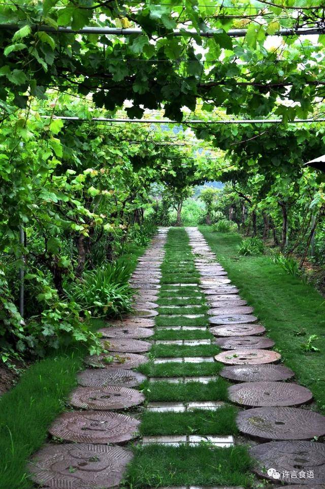 邂逅七夕||花都鄢陵喊你来葡萄树下听情话,邂逅那个ta